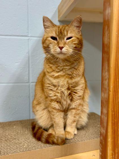 Enlarge Betsy Ross, a Adoptable mixed breed in Cumming, GA image 2/3