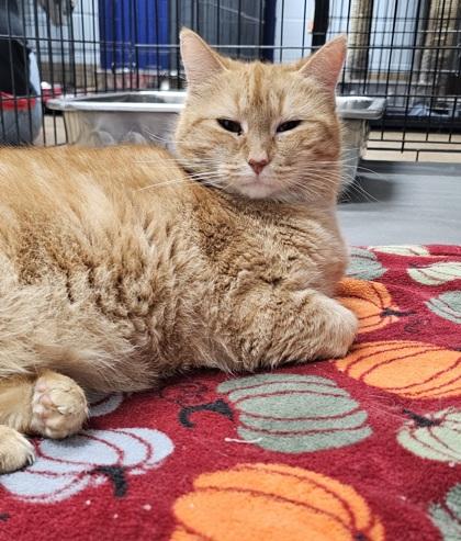 Enlarge Betsy Ross, a Adoptable mixed breed in Cumming, GA image 3/3