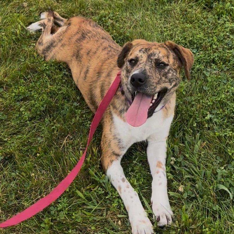 Hermana, Adoptable, Young Female Catahoula Leopard Dog.