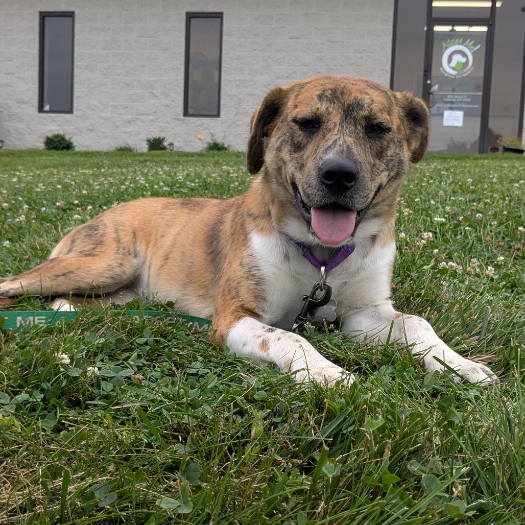 Hermana, a Adoptable Catahoula Leopard Dog in La Grange, KY image 3/6