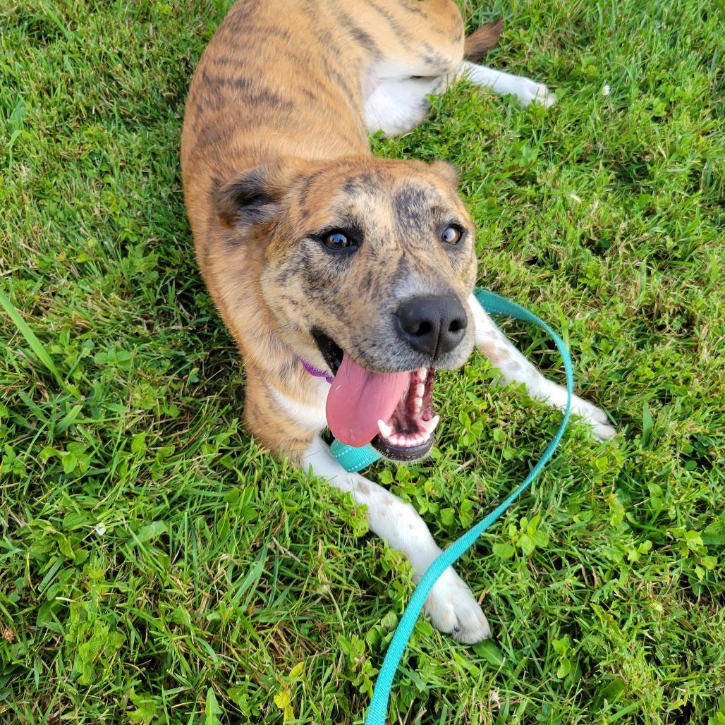 Hermana, a Adoptable Catahoula Leopard Dog in La Grange, KY image 2/6