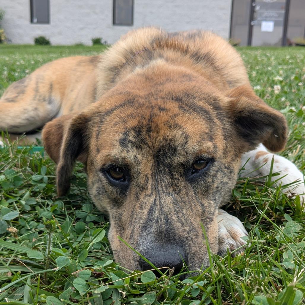 Hermana, a Adoptable Catahoula Leopard Dog in La Grange, KY image 4/6