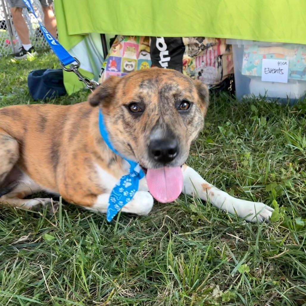 Hermana, a Adoptable Catahoula Leopard Dog in La Grange, KY image 6/6