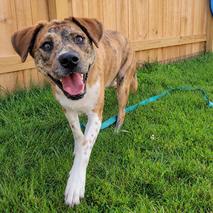 Hermana, a Adoptable Catahoula Leopard Dog in La Grange, KY image 5/6