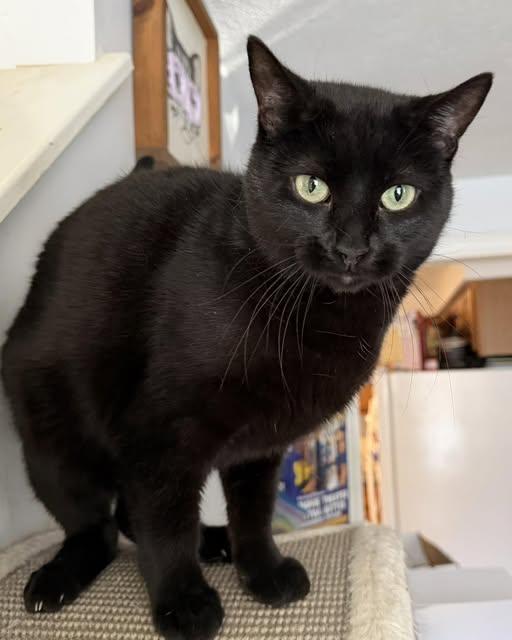 Enlarge Ivy, a ADOPTABLE Domestic Short Hair in Portland, ME image 1/1