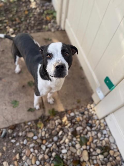 Enlarge Peaches, a Adoptable mixed breed in Bellaire, MI image 1/1