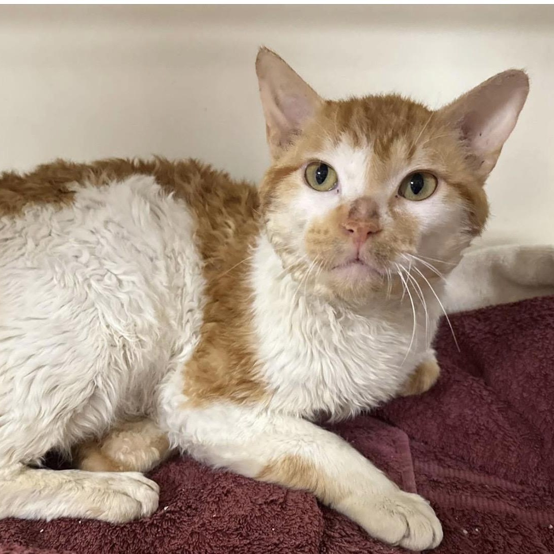 Enlarge Berlioz, a ADOPTABLE mixed breed in Santa Rosa, CA image 1/1