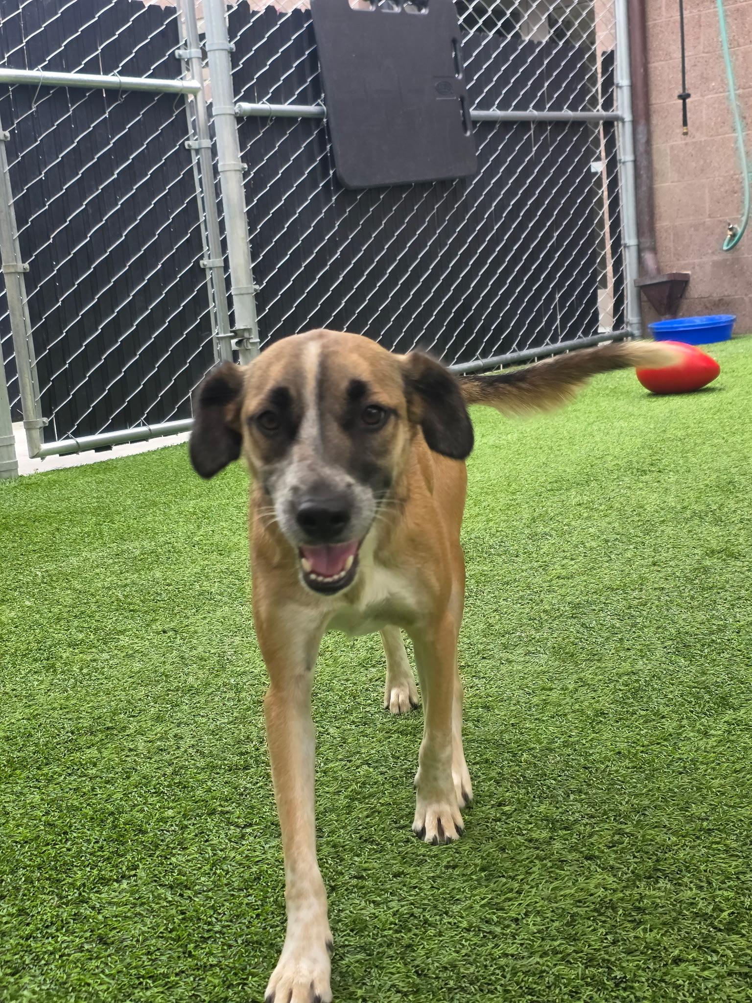 Enlarge Arlo, a Adoptable mixed breed in Coronado, CA image 1/6