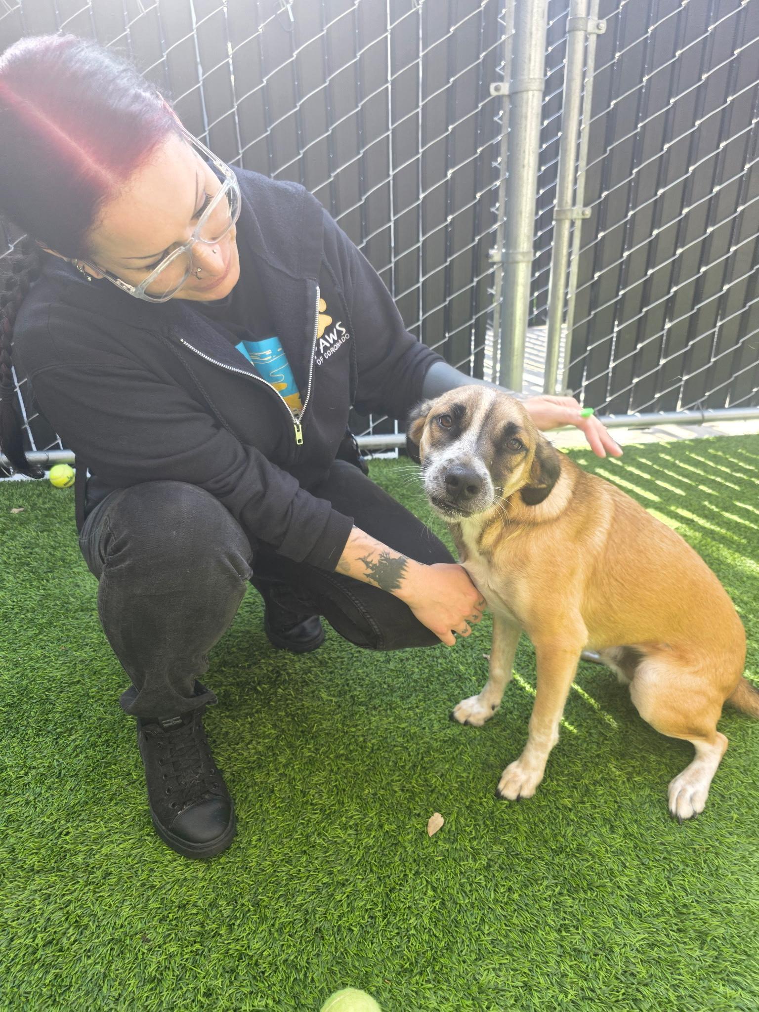 Enlarge Arlo, a Adoptable mixed breed in Coronado, CA image 2/6