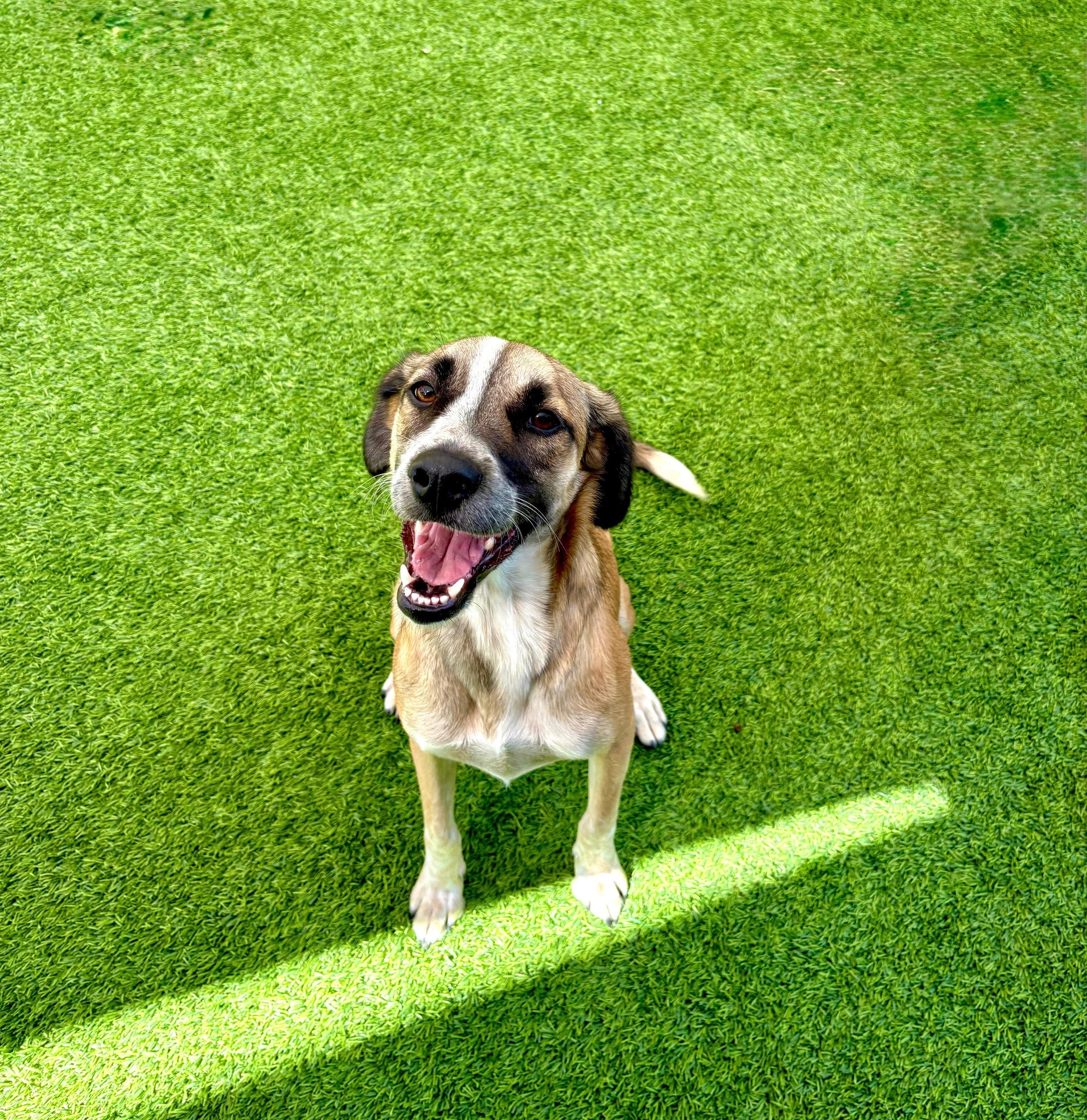 Enlarge Arlo, a Adoptable mixed breed in Coronado, CA image 3/6