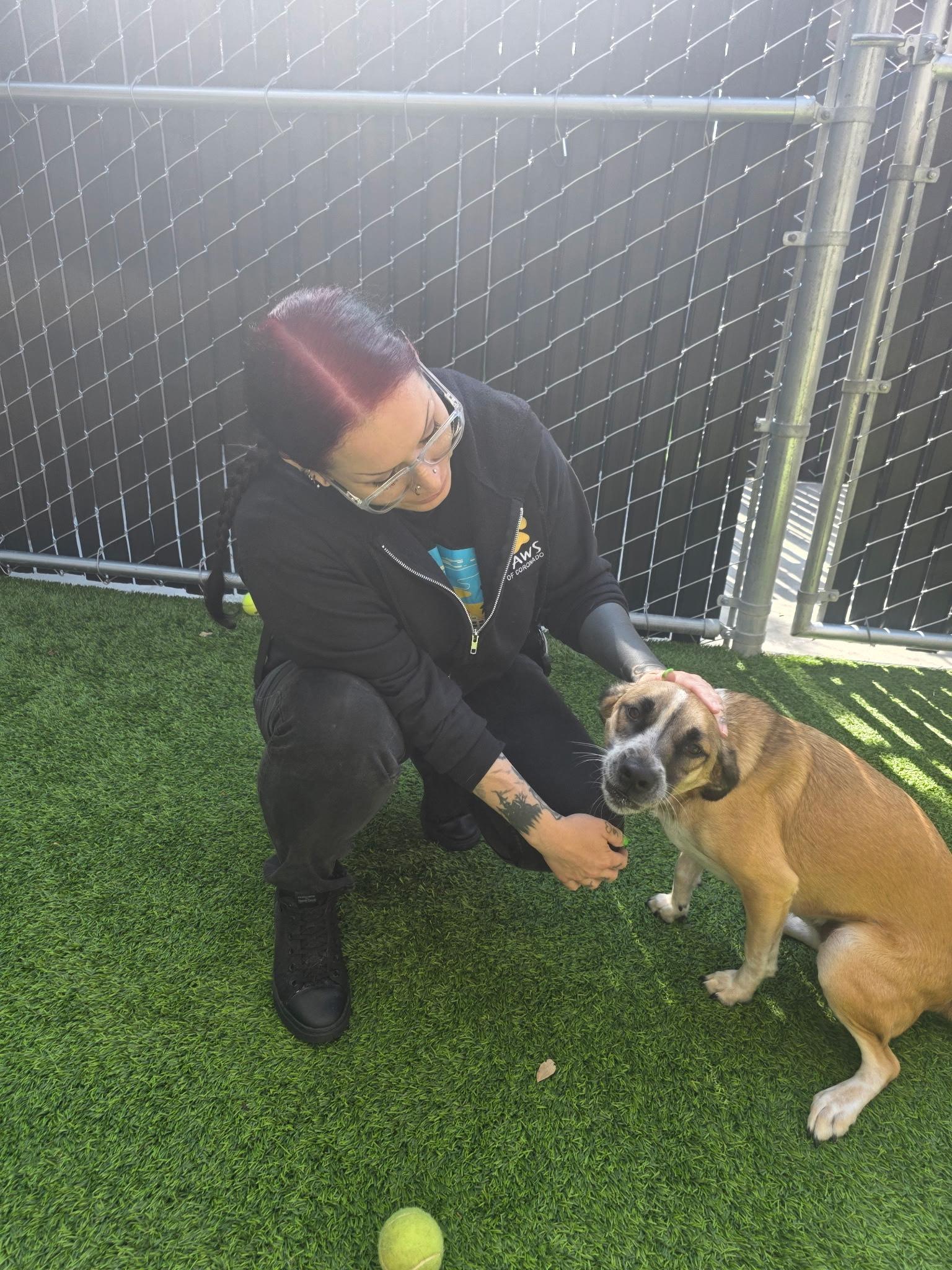 Enlarge Arlo, a Adoptable mixed breed in Coronado, CA image 4/6