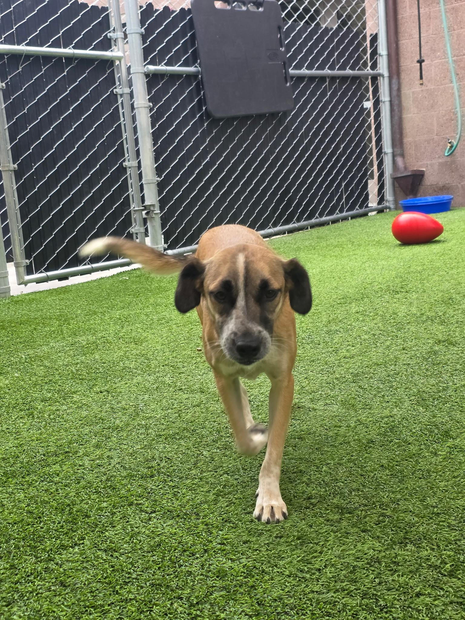 Enlarge Arlo, a Adoptable mixed breed in Coronado, CA image 5/6