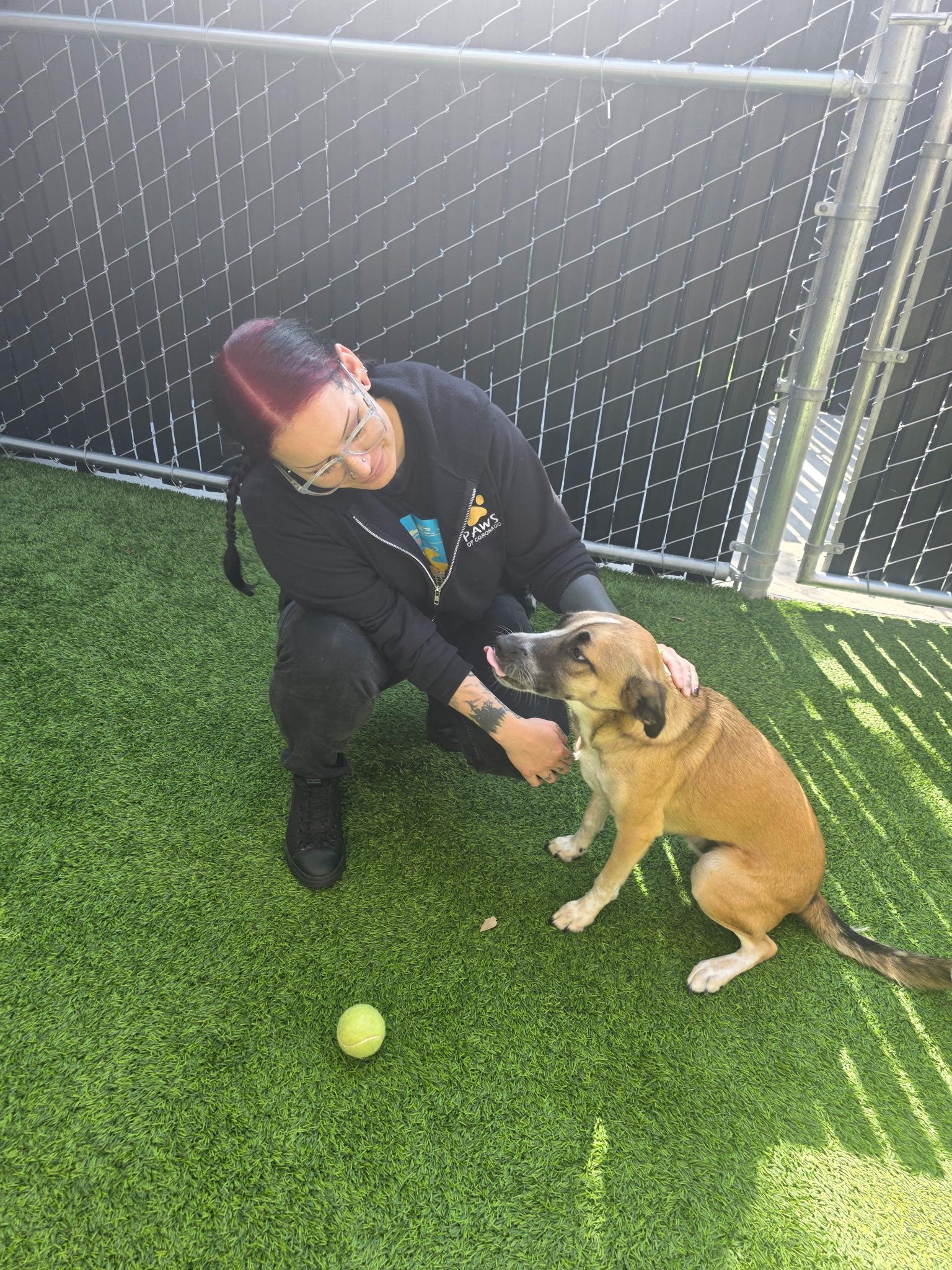 Enlarge Arlo, a Adoptable mixed breed in Coronado, CA image 6/6