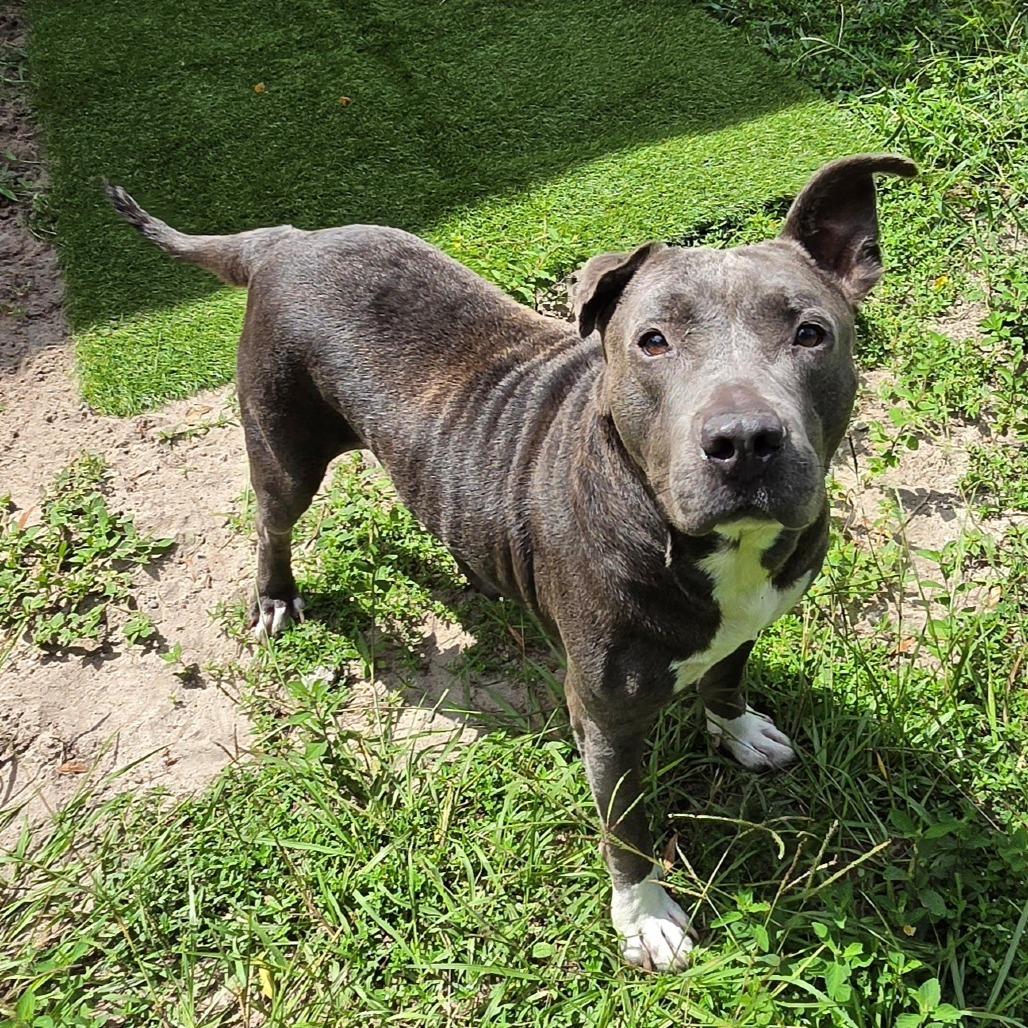 Smokey, Adoptable, Senior Male Mixed Breed.