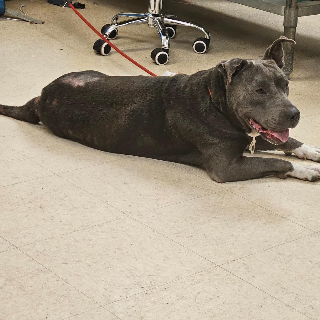 Enlarge Smokey, a Adoptable Mixed Breed in Lake Panasoffkee, FL image 2/4