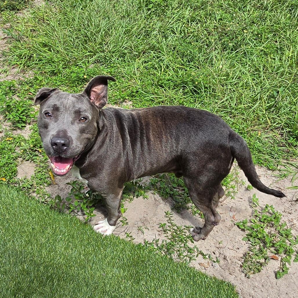 Enlarge Smokey, a Adoptable Mixed Breed in Lake Panasoffkee, FL image 3/4