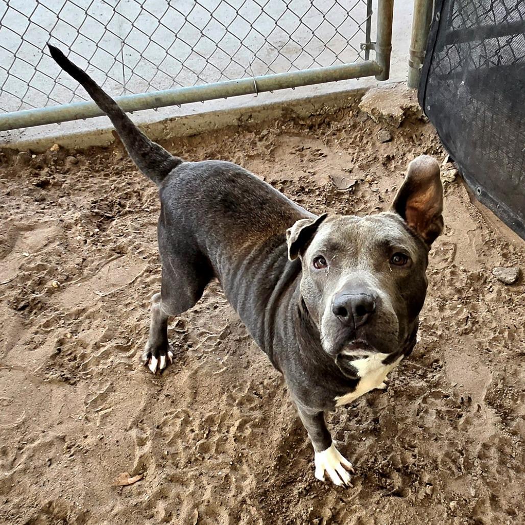 Enlarge Smokey, a Adoptable Mixed Breed in Lake Panasoffkee, FL image 4/4