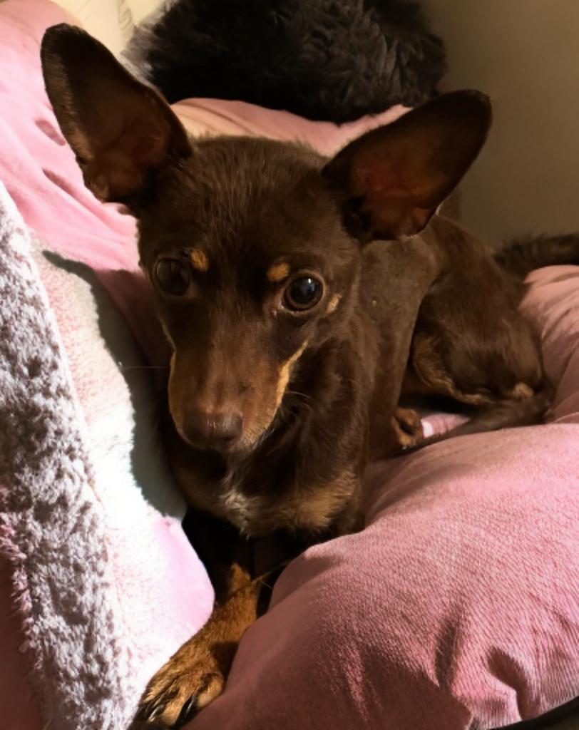 Tiva, a Adoptable mixed breed in San Antonio, TX image 3/6