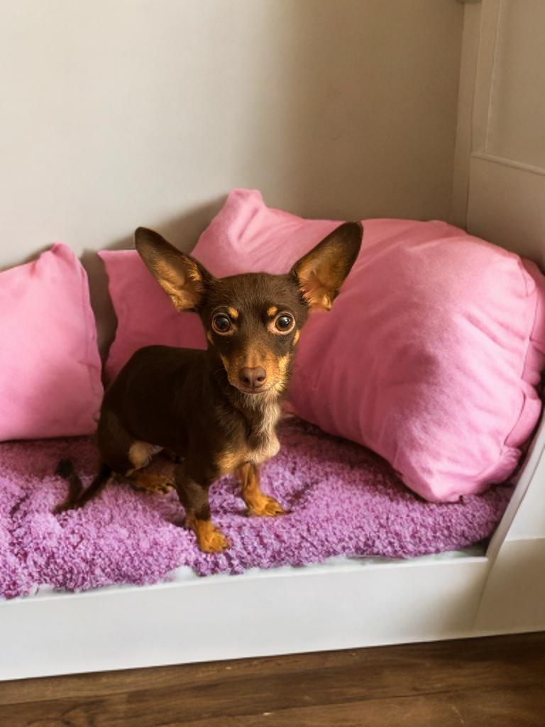 Tiva, Adoptable, Adult Female Miniature Pinscher & Chihuahua.