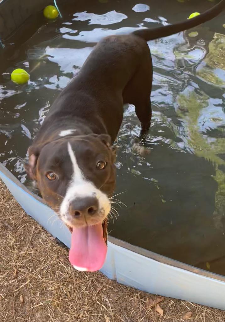 Enlarge Bev, a Adoptable Staffordshire Bull Terrier in Mena, AR image 1/2