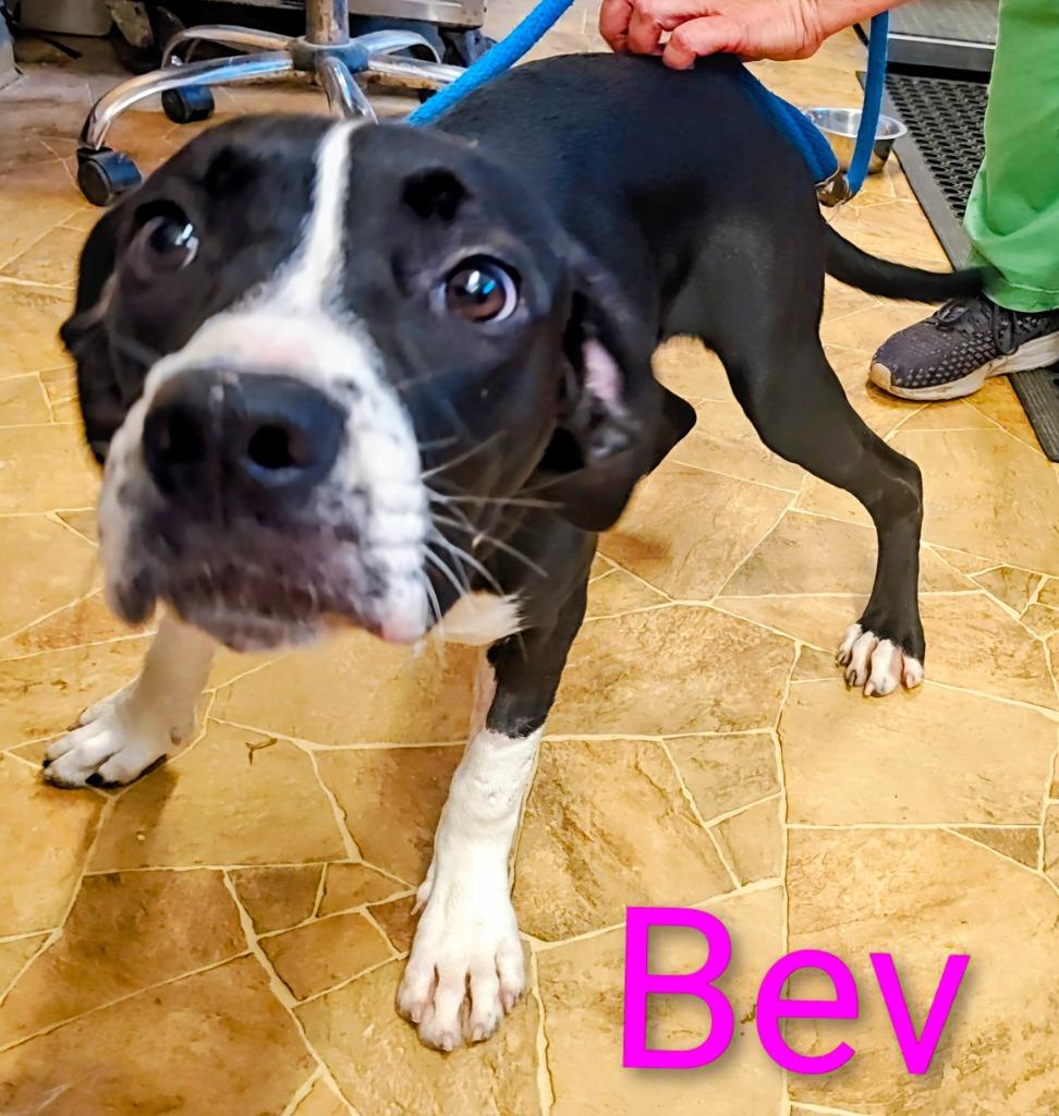 Bev, Adoptable, Puppy Female Staffordshire Bull Terrier.