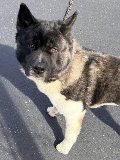 Cujo — thumbnail 2