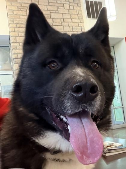 Cujo — thumbnail 3