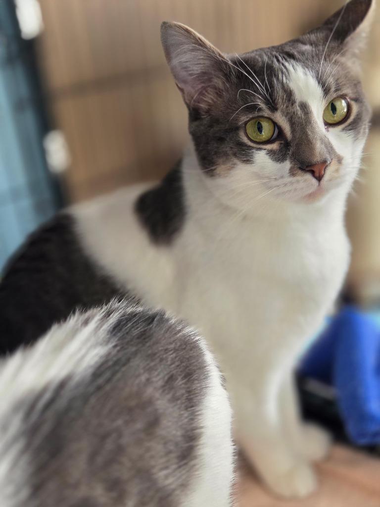 Enlarge 110-Hancock - ADOPT AS A THREESOME, a Adoptable mixed breed in Windsor, CT image 1/2