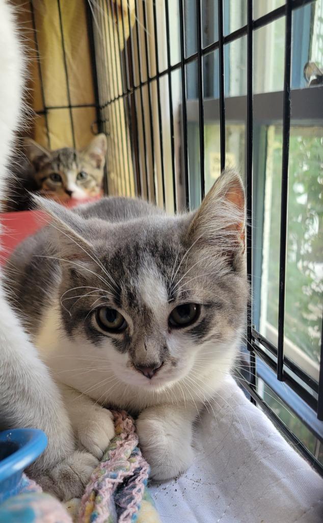 110-Hancock in Foster, Adoptable, Young Male Domestic Short Hair.