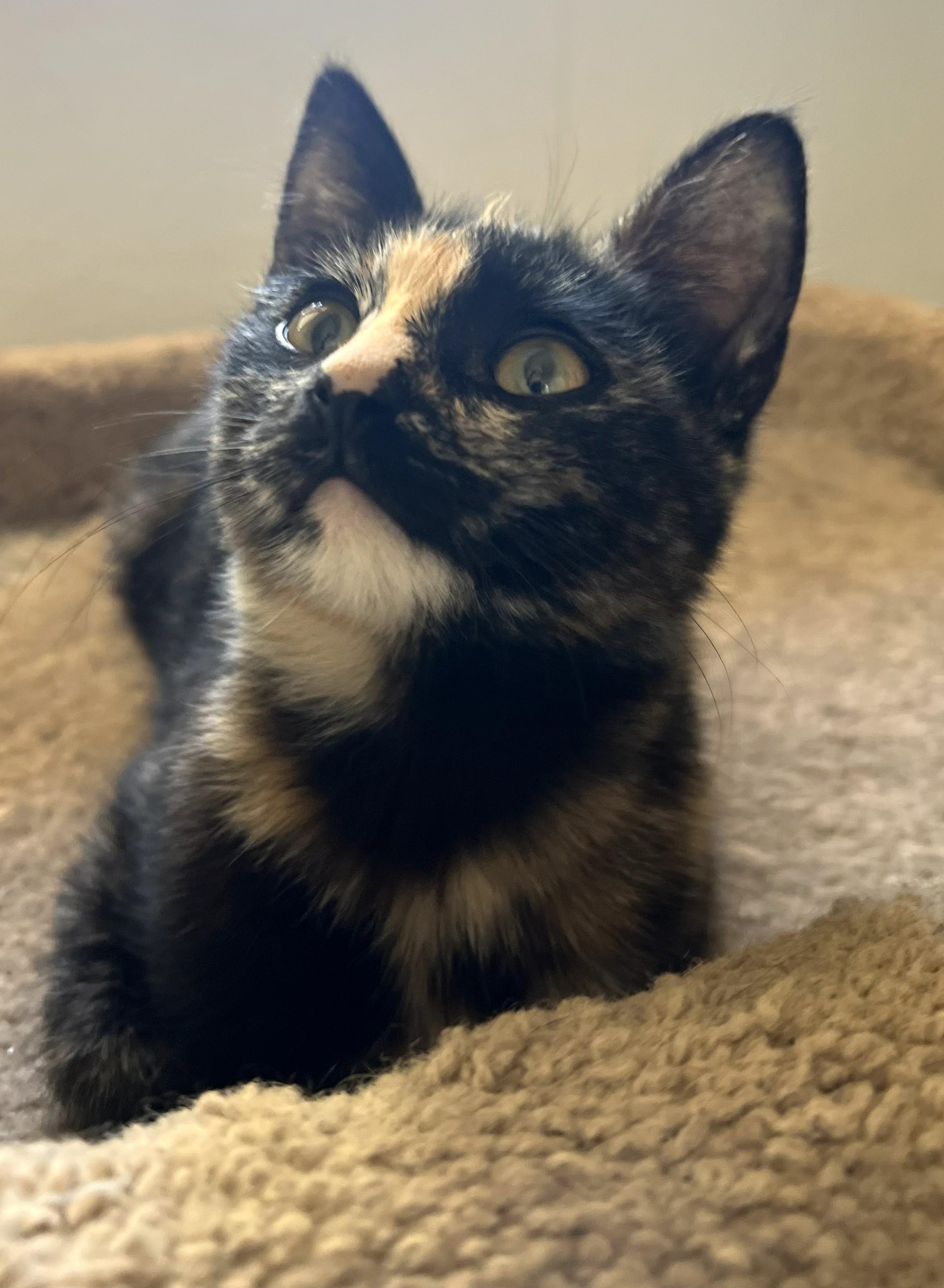 Mar, an adopted mixed breed in Mission Viejo, CA image 4/4