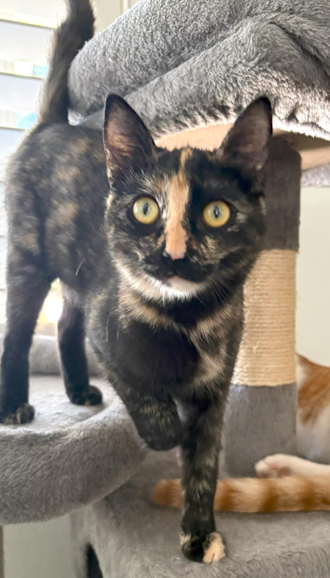 Mar, an adopted mixed breed in Mission Viejo, CA image 2/4