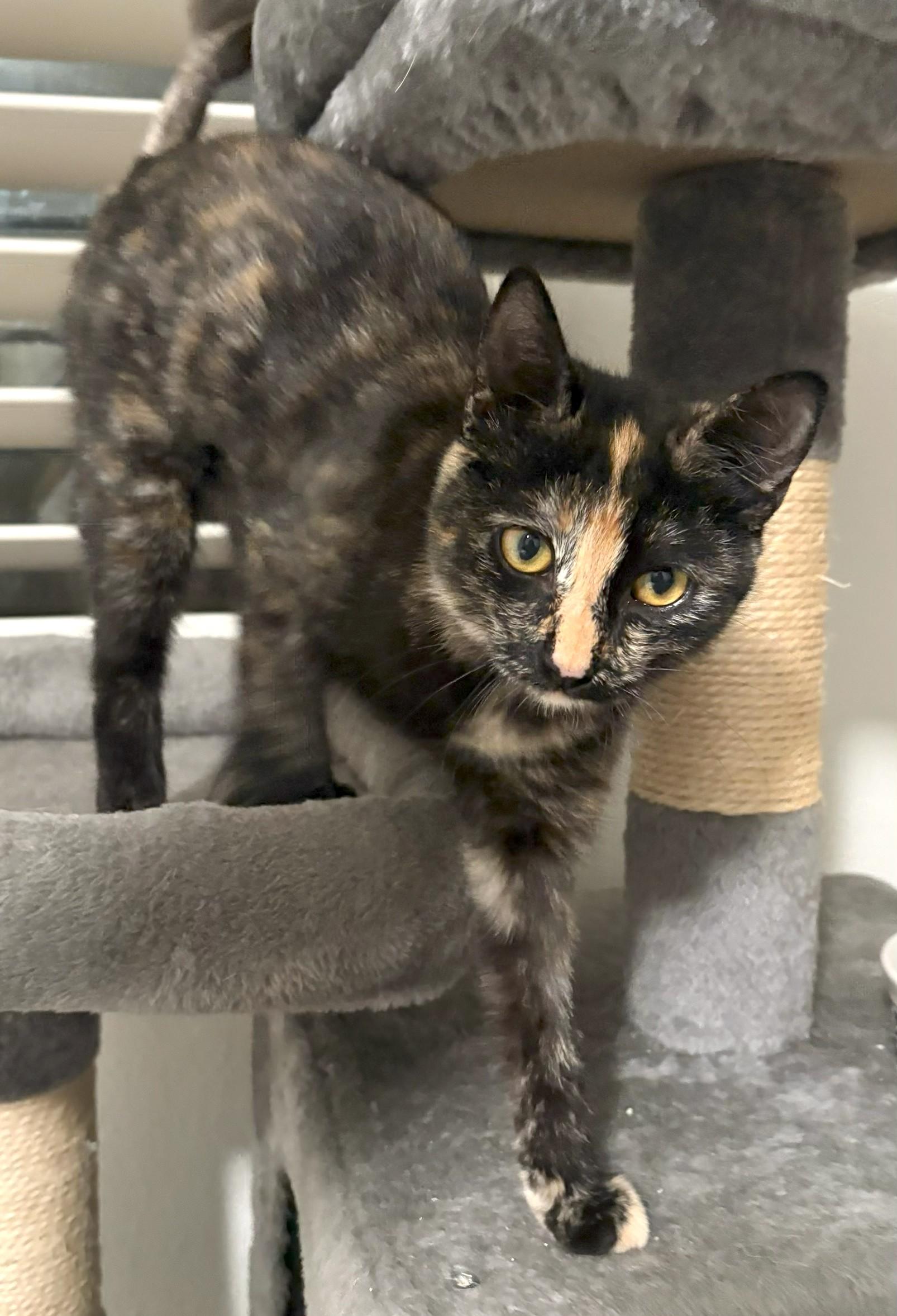 Mar, an adopted mixed breed in Mission Viejo, CA image 3/4