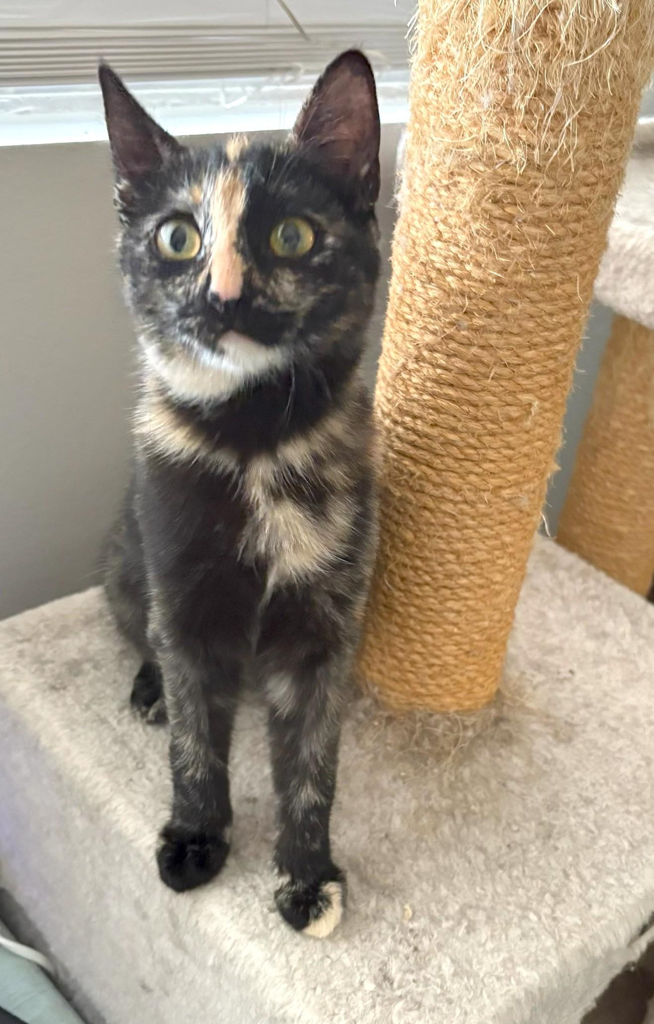Mar, adopted, Kitten Female Tortoiseshell & Domestic Short Hair.