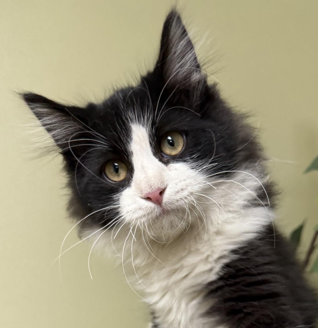 Spunky, adopted, Young Male Domestic Medium Hair.