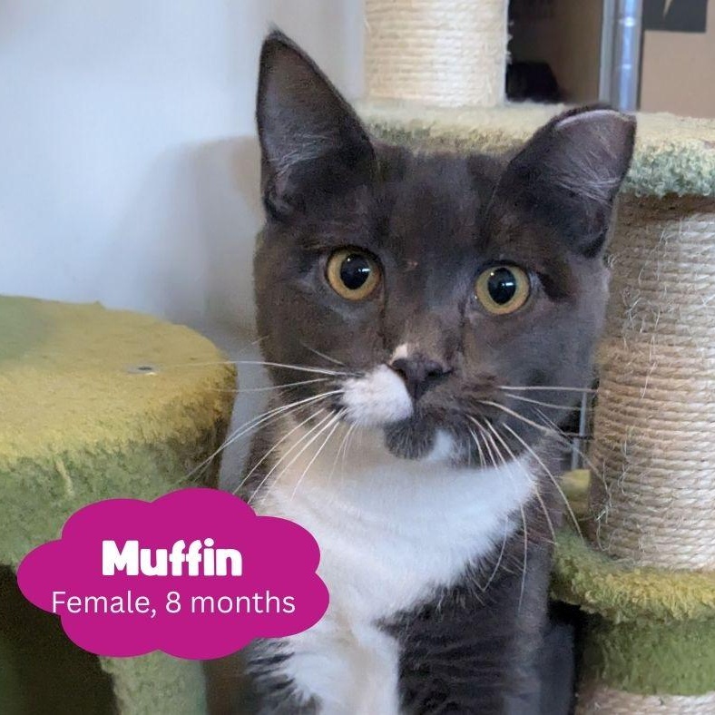 Enlarge Muffin, a Adoptable Domestic Short Hair in Newburgh, NY image 3/6
