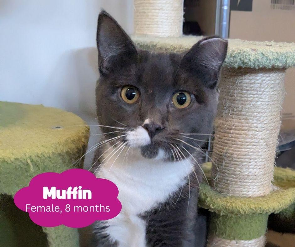 Enlarge Muffin, a Adoptable Domestic Short Hair in Newburgh, NY image 3/6