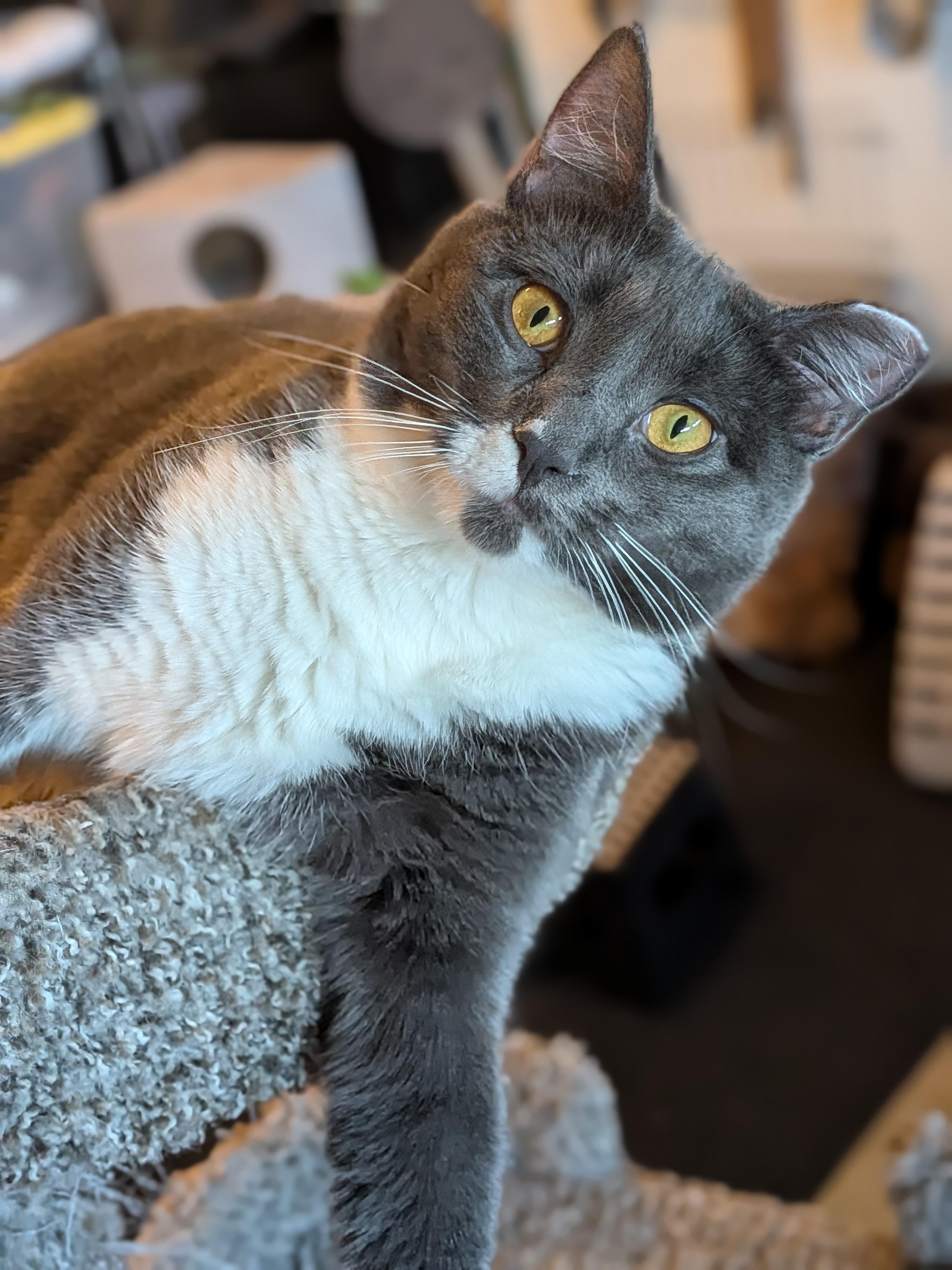 Muffin, a Adoptable Domestic Short Hair in Newburgh, NY image 1/6