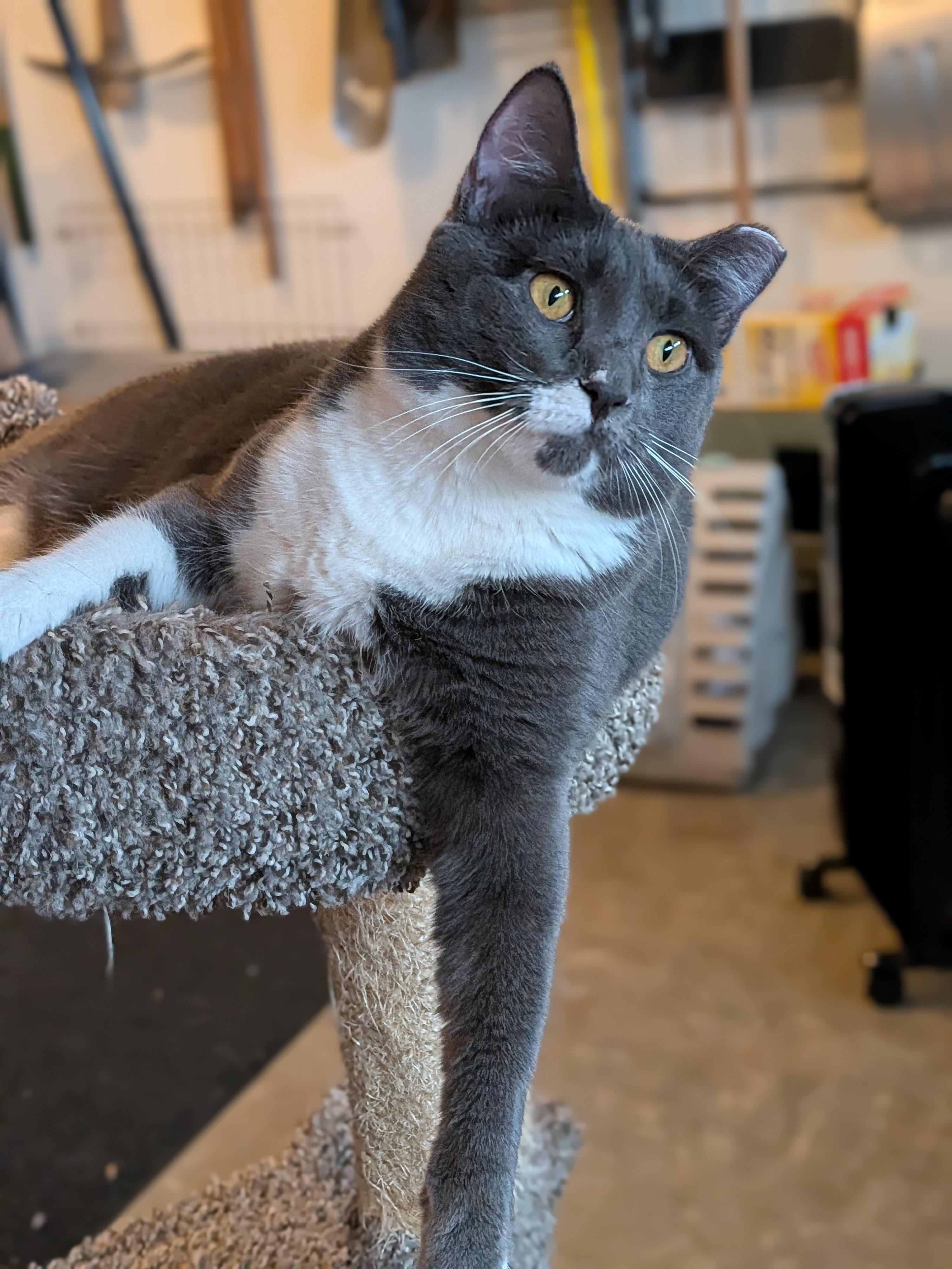 Muffin, a Adoptable Domestic Short Hair in Newburgh, NY image 2/6