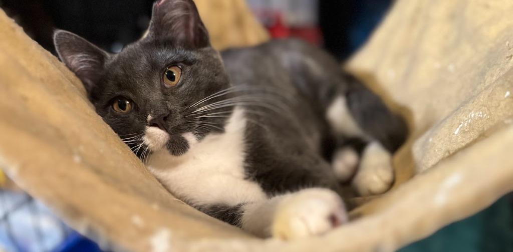 Enlarge Muffin, a Adoptable Domestic Short Hair in Newburgh, NY image 6/6