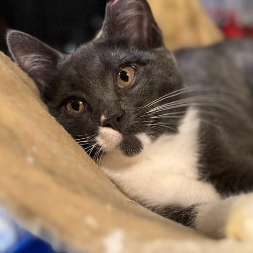 Enlarge Muffin, a Adoptable Domestic Short Hair in Newburgh, NY image 6/6