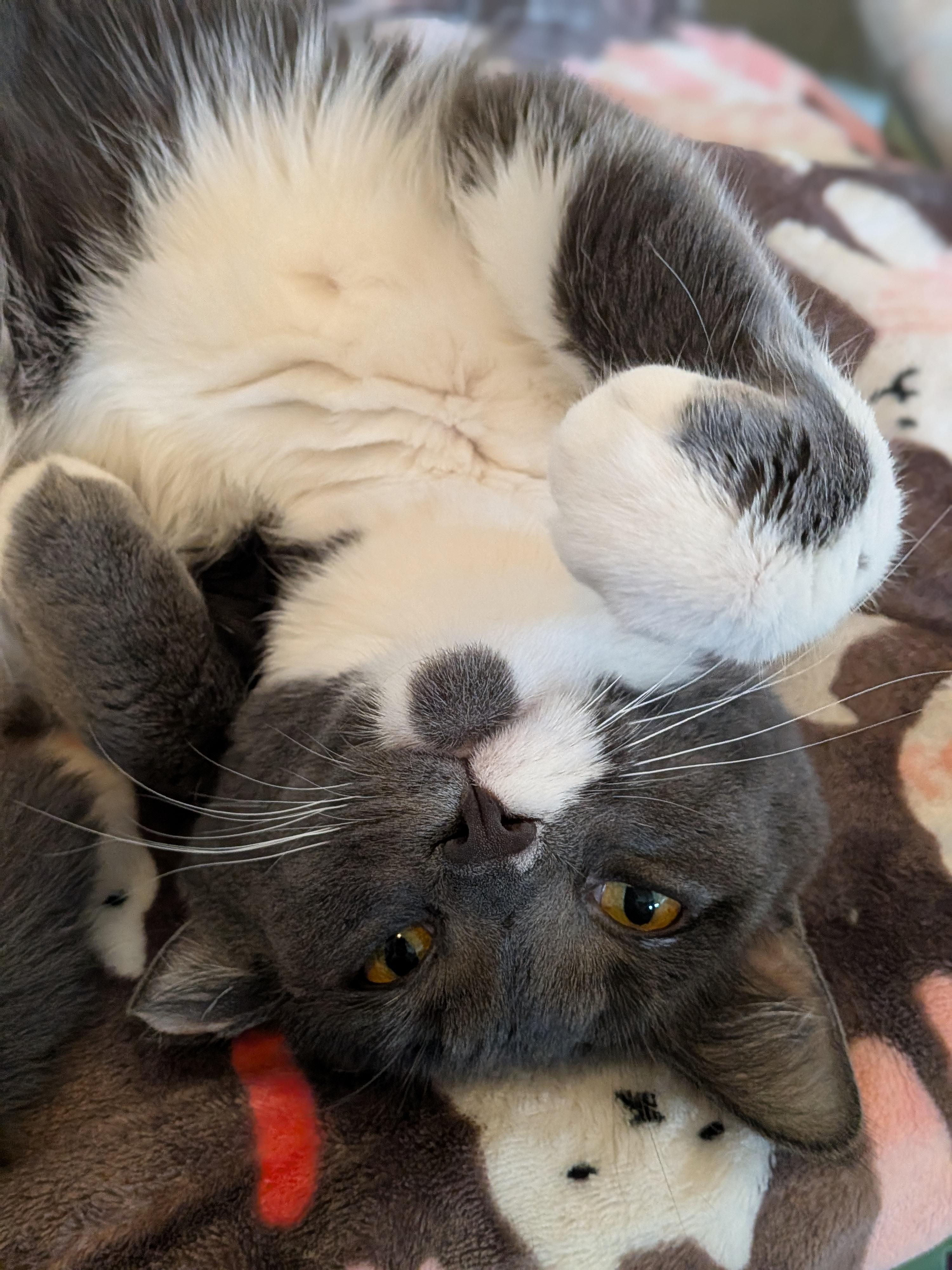Muffin, a Adoptable Domestic Short Hair in Newburgh, NY image 3/6