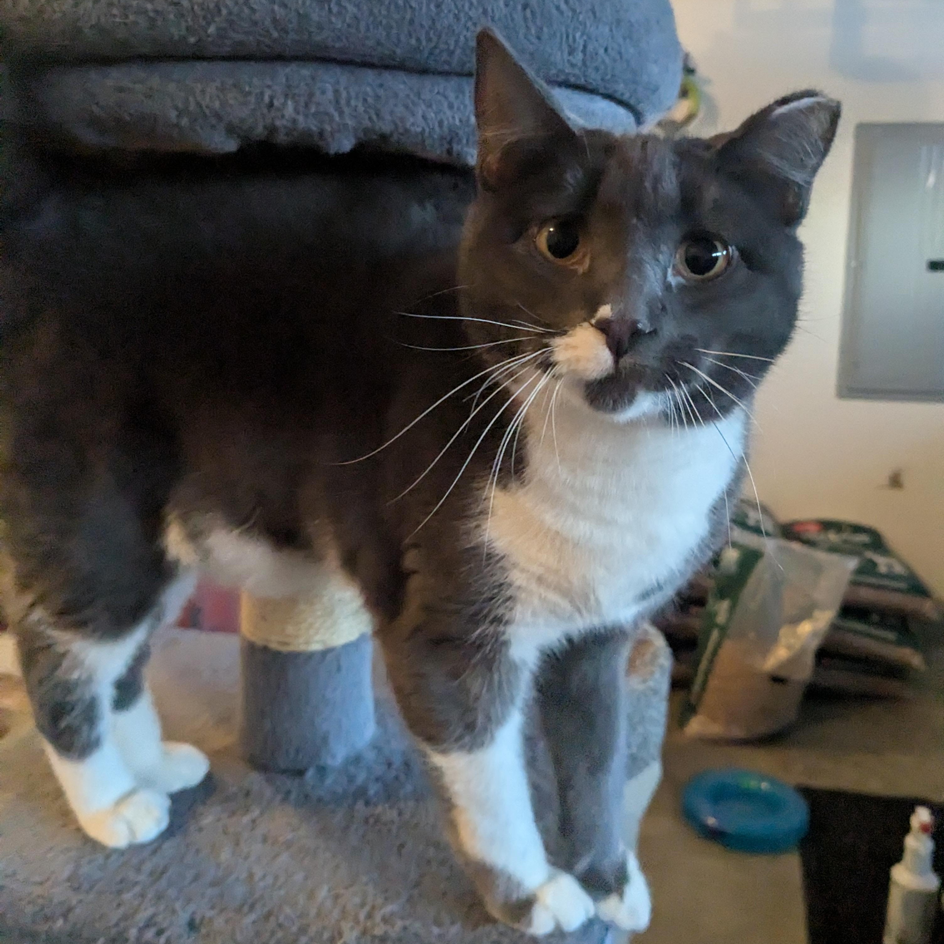 Enlarge Muffin, a Adoptable Domestic Short Hair in Newburgh, NY image 5/6