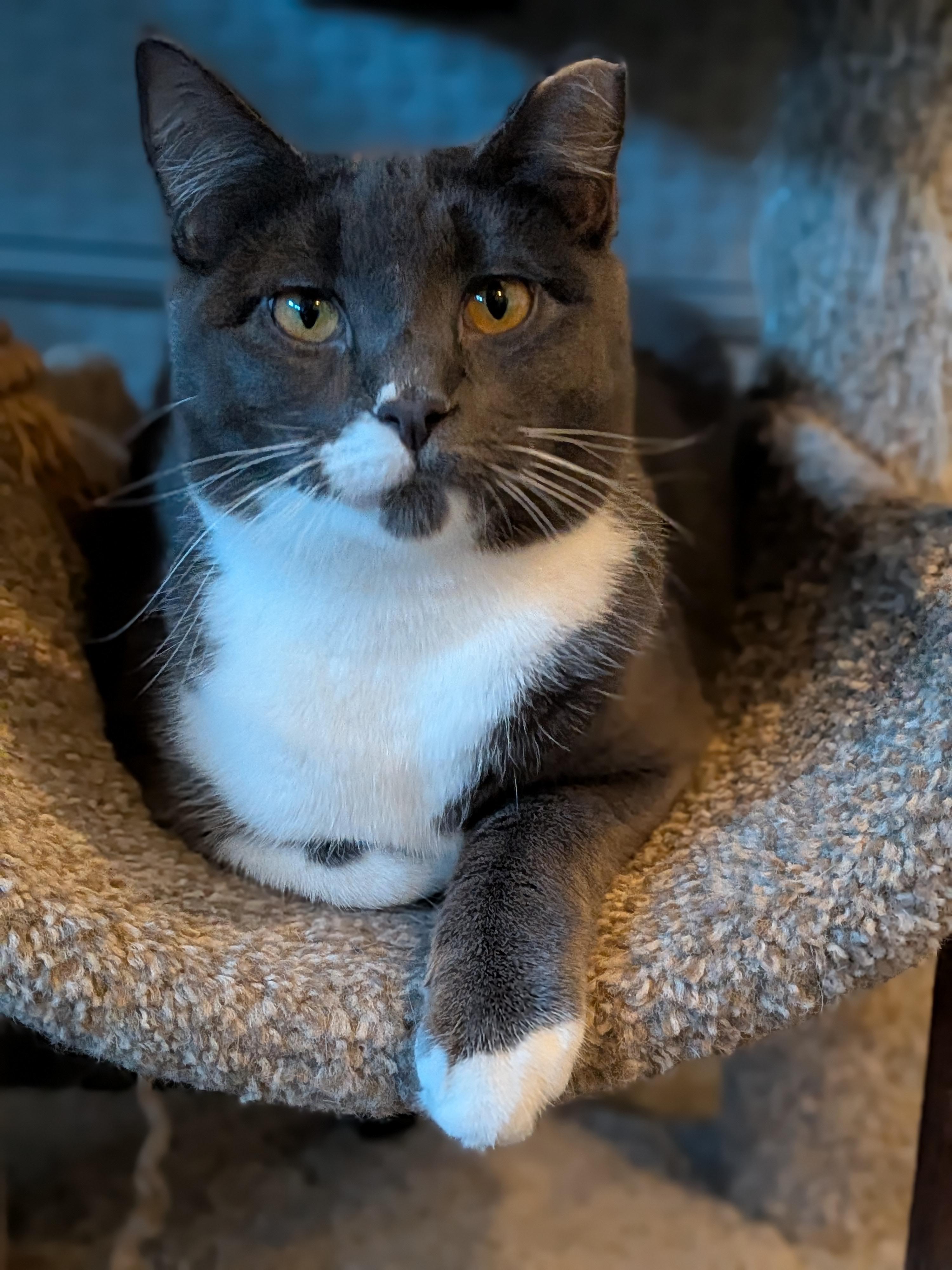 Muffin, Adoptable, Kitten Female Domestic Short Hair.