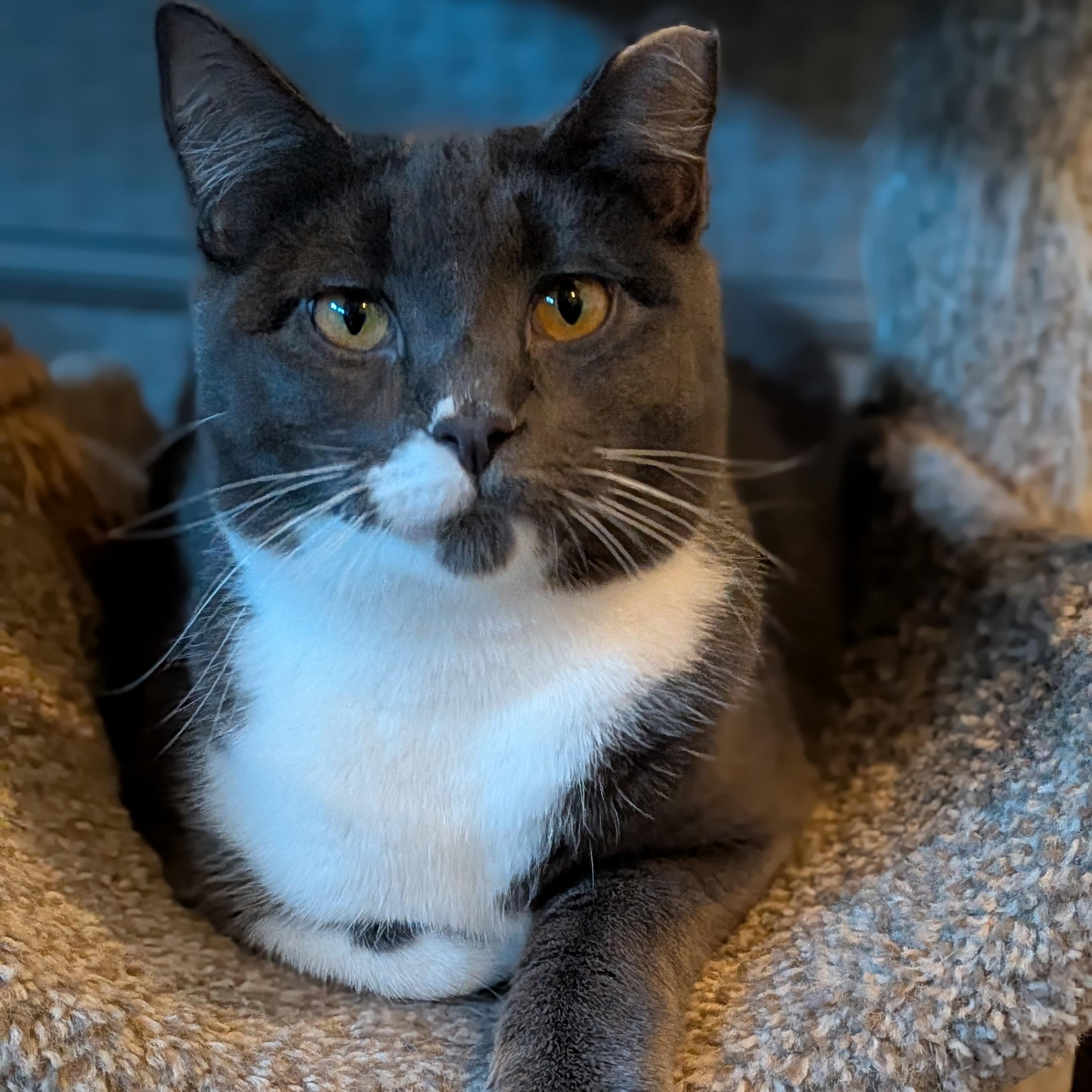 Enlarge Muffin, a Adoptable Domestic Short Hair in Newburgh, NY image 1/6