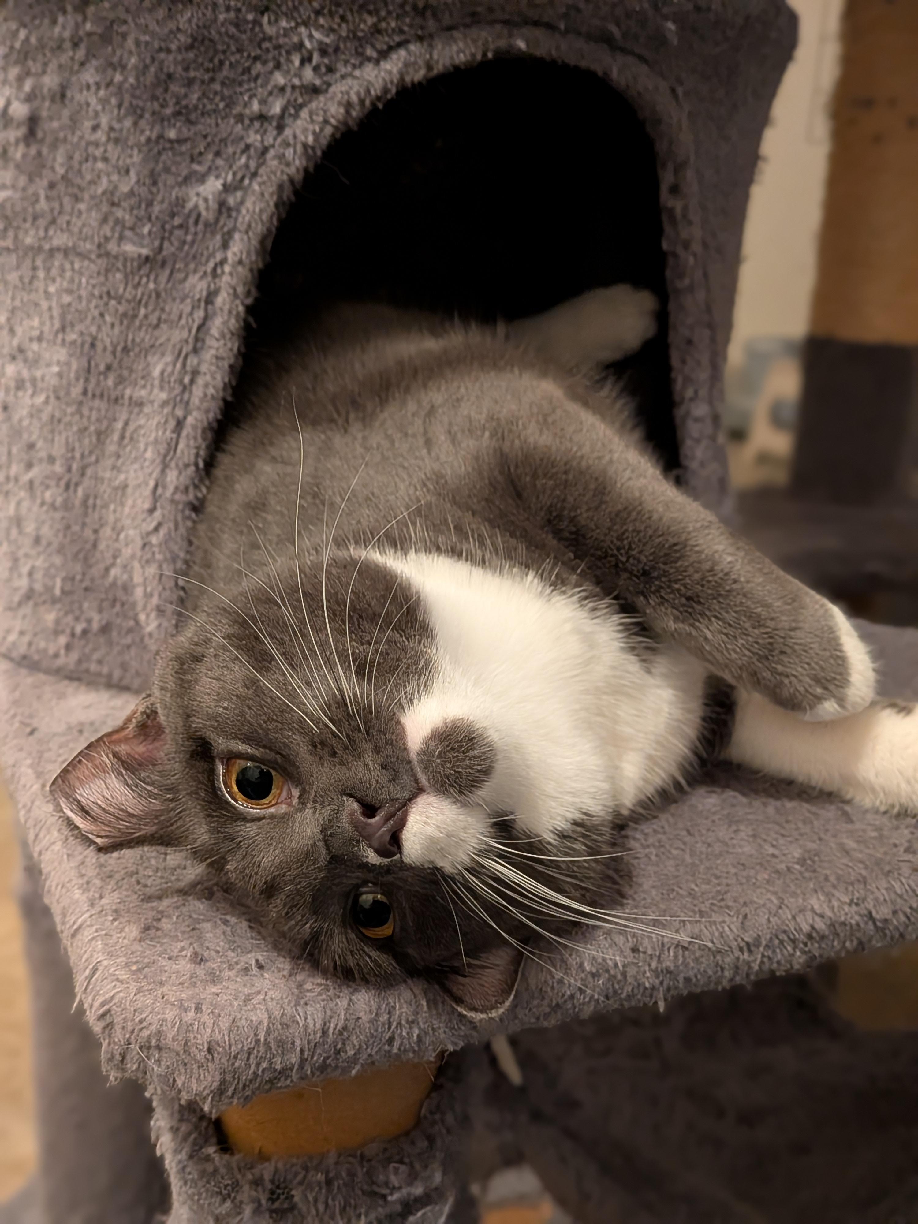 Enlarge Muffin, a Adoptable Domestic Short Hair in Newburgh, NY image 2/6