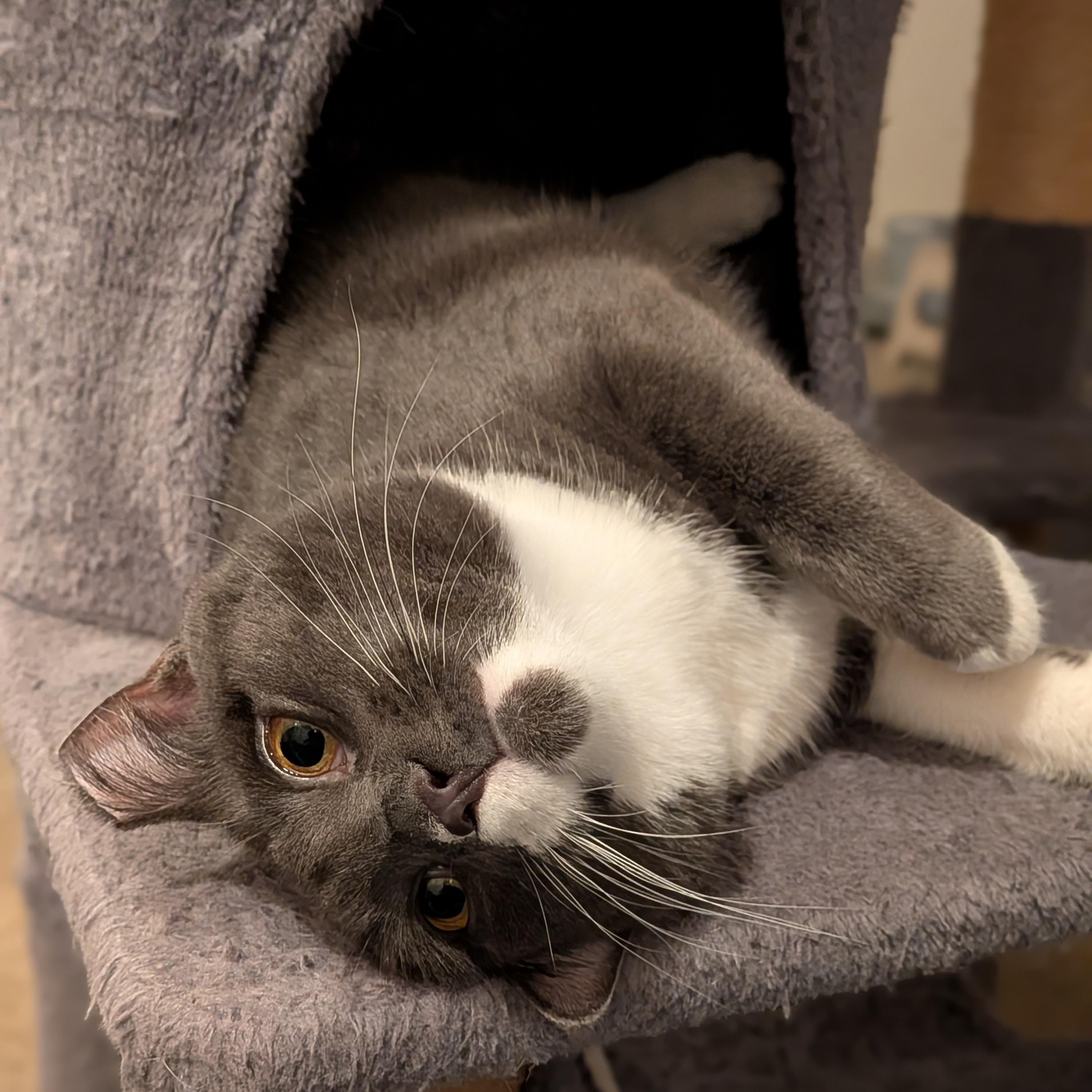 Enlarge Muffin, a Adoptable Domestic Short Hair in Newburgh, NY image 2/6