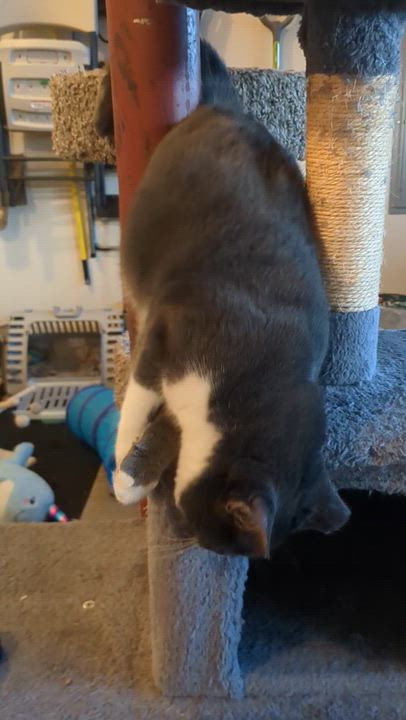 Enlarge Muffin, a Adoptable Domestic Short Hair in Newburgh, NY video 4/6