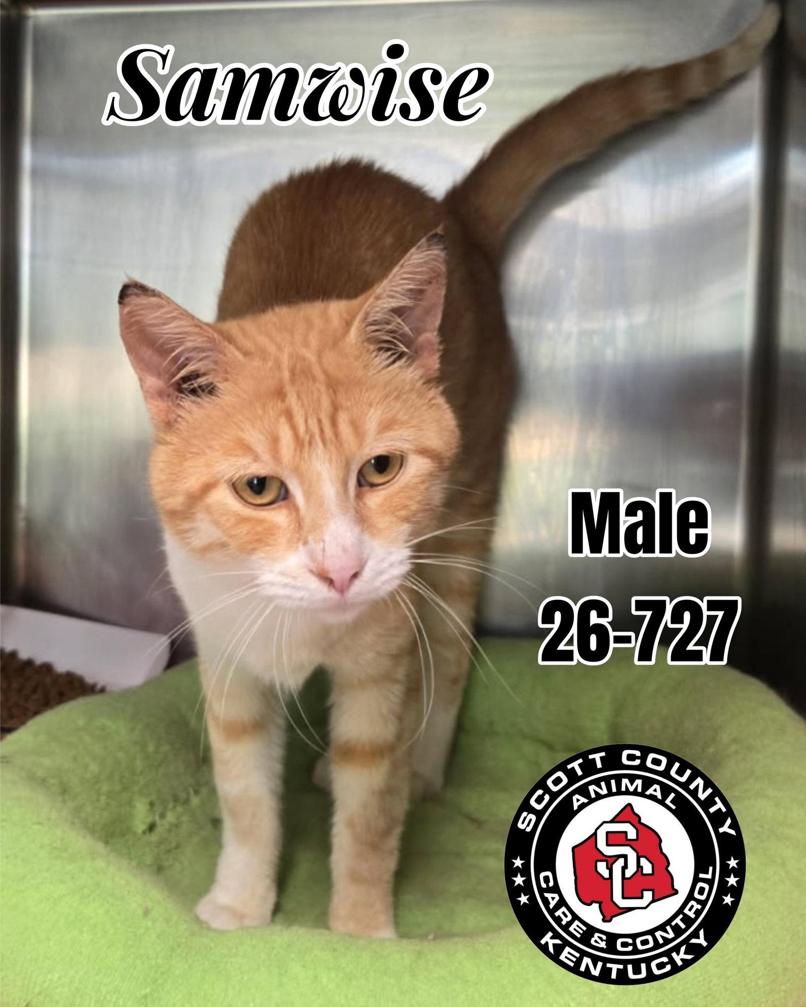 Samwise, Adoptable, Adult Male Domestic Short Hair.
