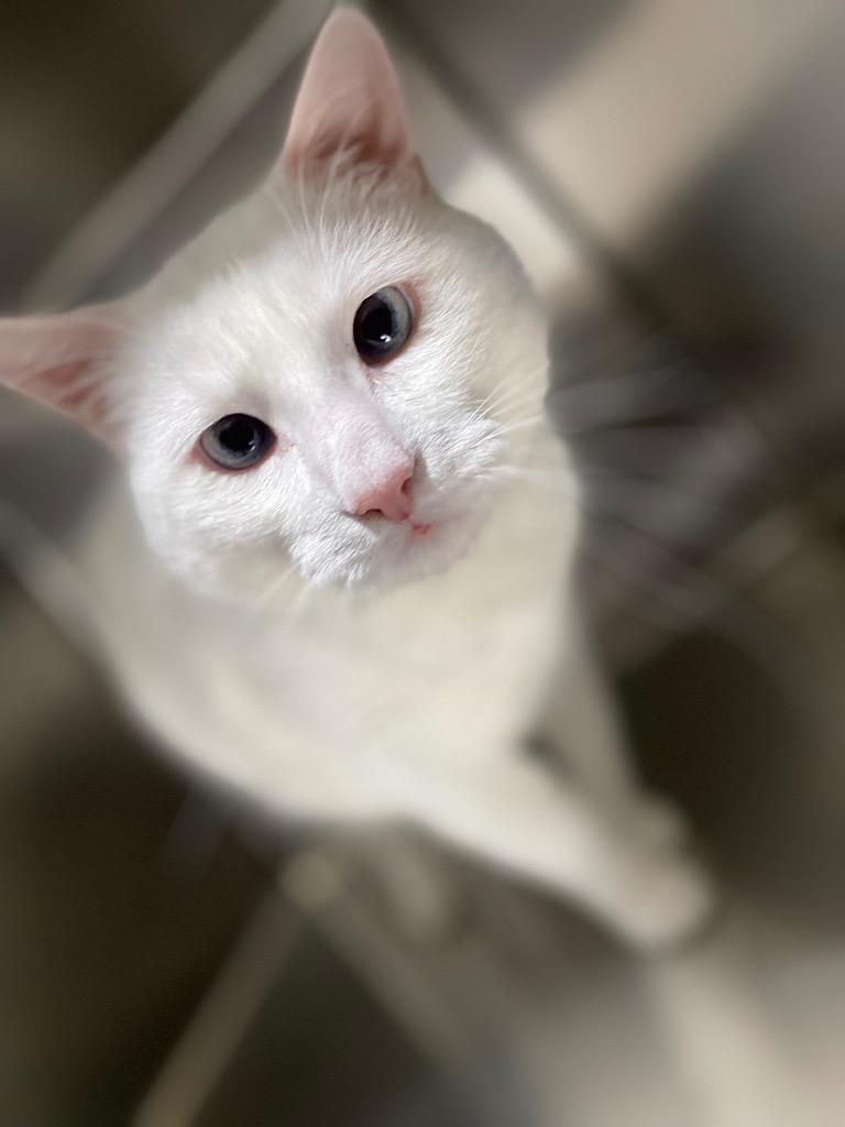 Kurby, Adoptable, Senior Male Domestic Short Hair.