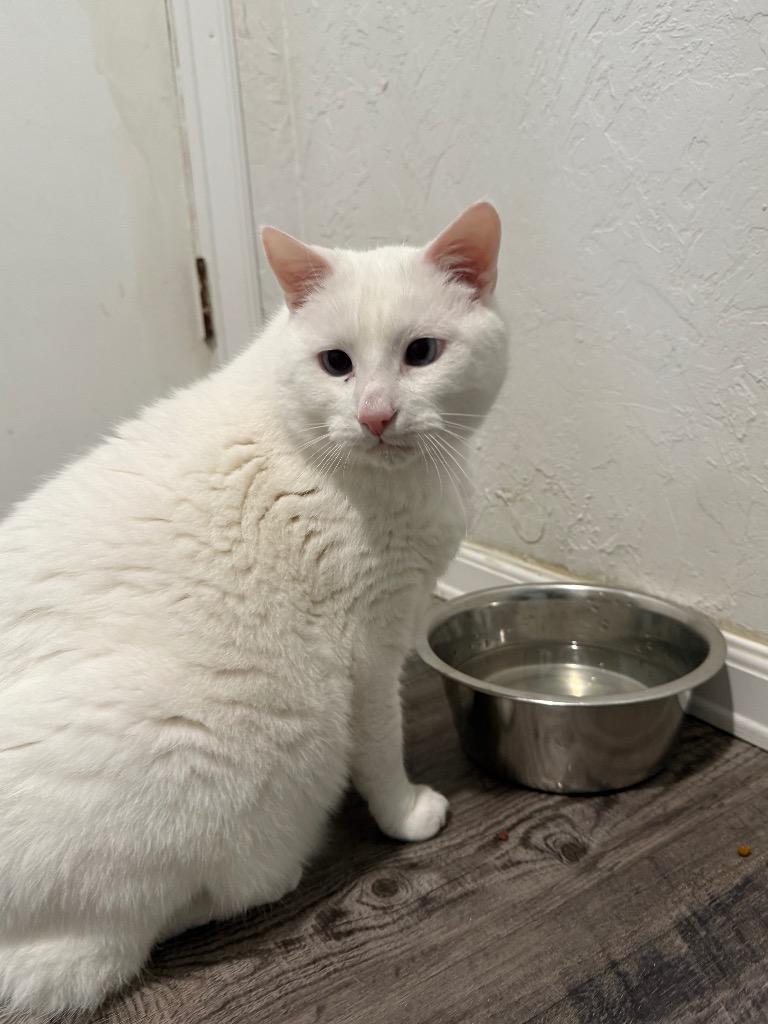 Kurby, a Adoptable mixed breed in Labelle, FL image 4/6